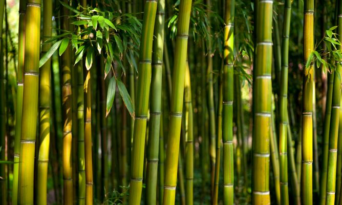 bambu